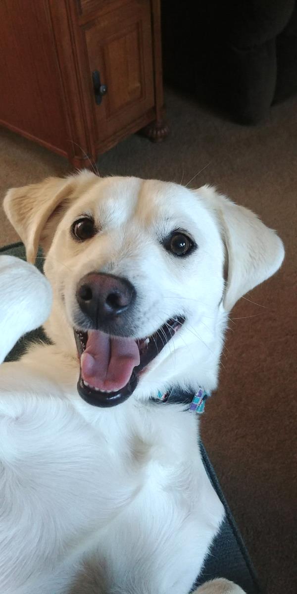 /Images/uploads/Canine Rescue of Central PA Rescue Royalty/CRCPA-rescue-royalty/entries/34135.jpg